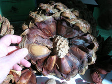 Load image into Gallery viewer, Did You Know? Pine Nuts Come From Pine Trees Mug