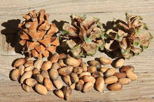 Load image into Gallery viewer, Did You Know? Pine Nuts Come From Pine Trees Mug
